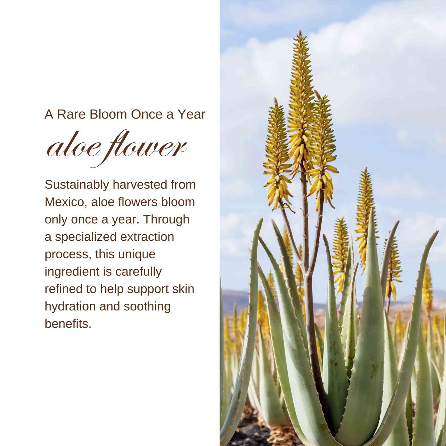 Aloe Flower Cica Serum